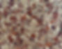 CPTiF67AnnWeck200X.JPG